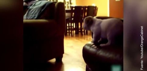 Perros pequeños vs. sofás gigantes