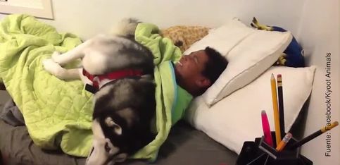 ¡Este perrito Husky se niega a moverse de la cama!