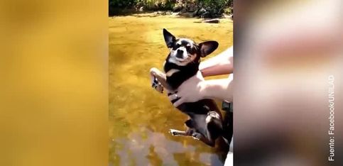 El Chihuahua nadador... ¡o casi!