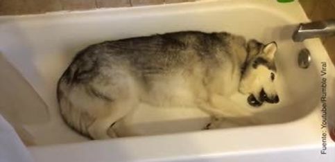 ¡Este achuchable Husky se niega a salir de la bañera!