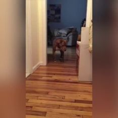 Insólito: ¡un perro caminando como de puntillas!