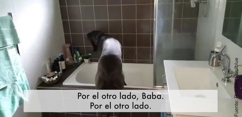 Hora del baño; ¡este perrito sabe lo que tiene que hacer!
