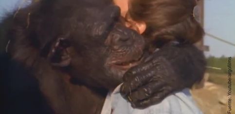 ¡Estos chimpancés reconocen a la mujer que los salvó!