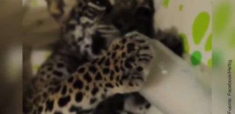 ¡Un bebé y una cría de leopardo tomando juntos el biberón!