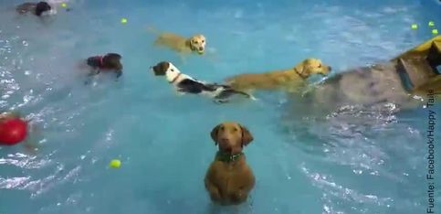 ¡Este perrito no quiere nadar!