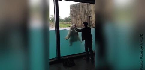 ¡Este oso polar imita lo que hace este chico!