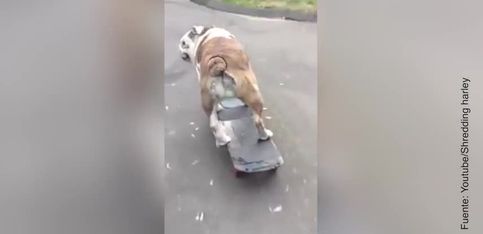 Un talento increíble: ¡un perro que monta en monopatín!