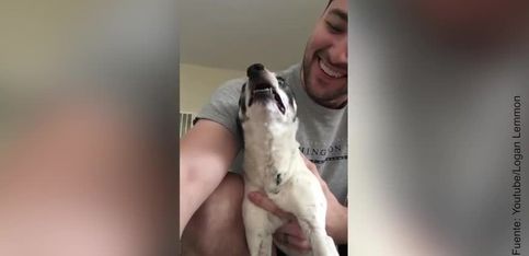 Hilarante: ¡este Terrier estornuda de forma muy curiosa!