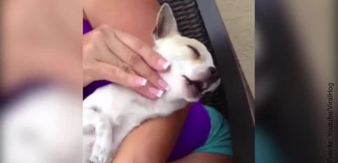 ¡Este perrito disfruta como nadie de su masaje!