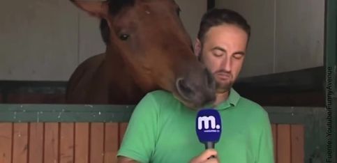 ¡Este caballo parece haberse enamorado de este periodista!