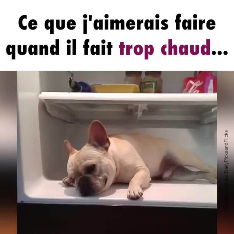 RÃ©sultats de recherche d'images pour Â«Â chat ventiloÂ Â»