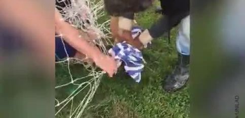 ¡Este pequeño zorro se ha enredado en una portería de fútbol!