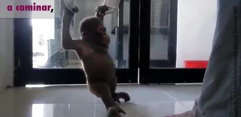 ¡Impresionante recuperación de este bebé orangután!
