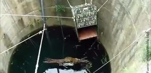 ¡Tremendo rescate de un leopardo caído en un pozo!