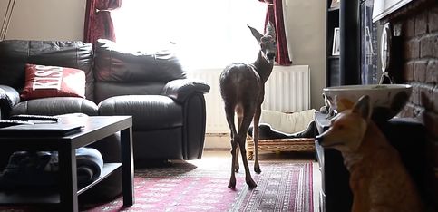 ¡Este pequeño bambi se cree que es un perro!