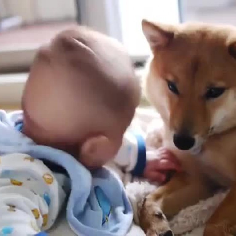 rencontre chien et bébé
