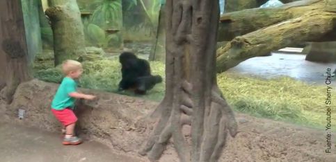 ¡Este pequeñajo y este bebé gorila juegan al pillapilla!