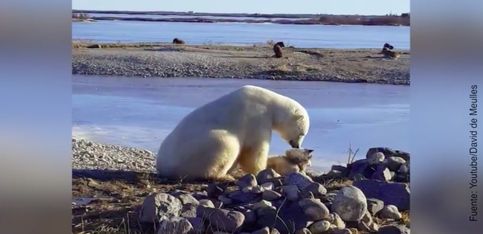Ver para creer: ¡un oso polar acariciando a un perro!