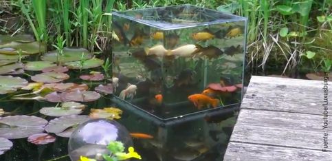 ¡Aprende cómo construir un mirador de peces!