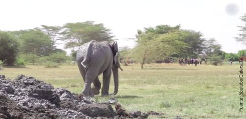 Un final feliz: ¡salvan a un elefante de una muerte segura!