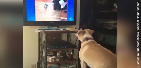 ¡A este perrito la tele lo ha vuelto loco!