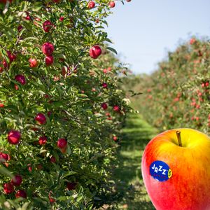 THE JAZZ SENSATION JAZZ™ Apfel