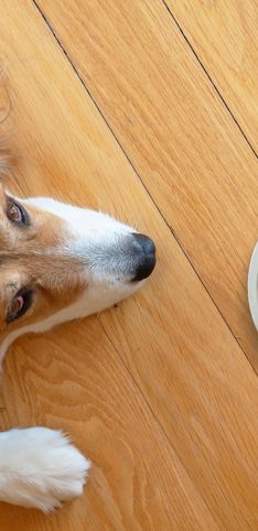Ces aliments pourraient être fatal à votre chien s'il en consomme