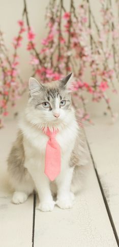 Perros y gatos con corbata, ¡listos para ir a la oficina!