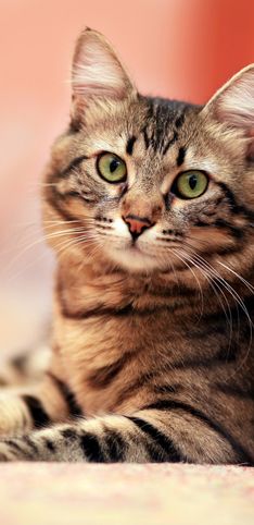 30 curiosidades sobre los gatos que te van a sorprender