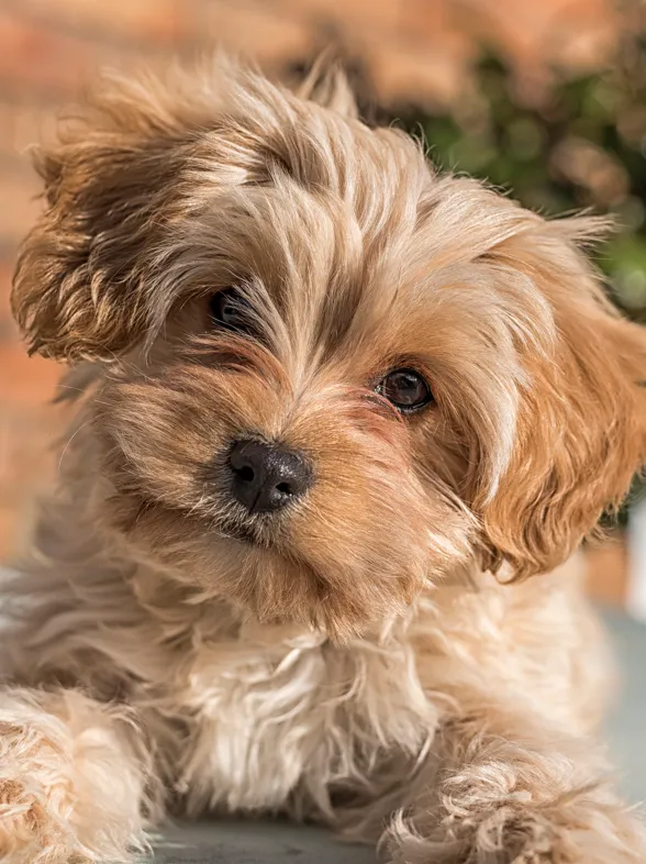 Del Cavapochon al Ridgeback, 30 razas de perro que ni conocías ni sabrás pronunciar
