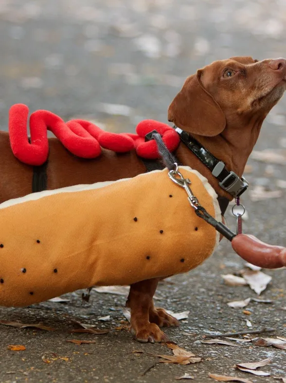 Los disfraces para perro más divertidos de Halloween