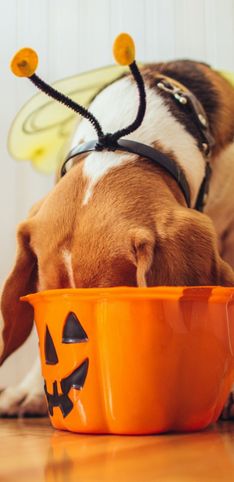 Costumi di Halloween per cani: ecco i più divertenti!