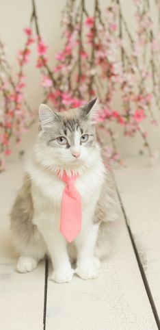 Cani e gatti con la cravatta: amici a quattro zampe pronti per l'ufficio!