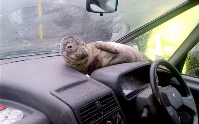 Un Bebe Phoque Retrouve Dans Une Voiture En Ecosse