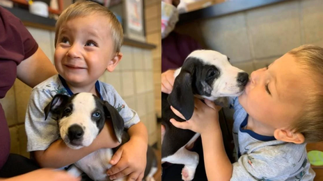 Ce Petit Garcon De 2 Ans Souffrant D Une Malformation Adopte Un Chien Avec Le Meme Handicap