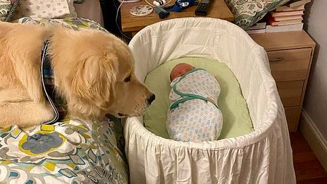 Video Ce Golden Retriever Est Beaucoup Trop Adorable Avec Le Bebe De Ses Maitres