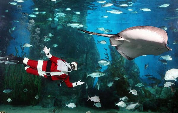 Noël à l'aquarium ( St Gilles ) 