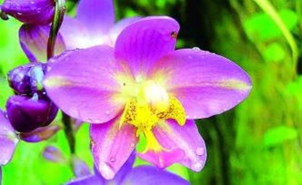 Les orchidées en lumière à Pont-Sainte-Marie