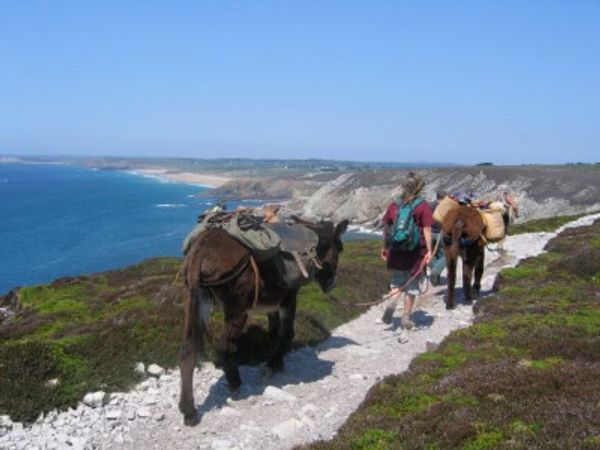 A la découverte de la randonnée avec des ânes dans le Finistère