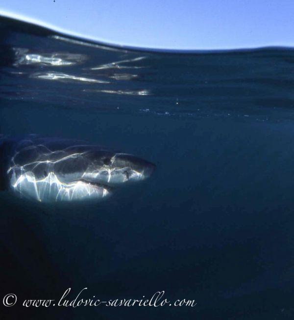 Le grand requin blanc  à l'aquarium Mare Nostrum le jeudi 14 mars !