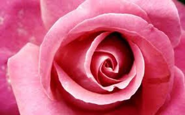 CADEAU : Connaissez-vous une Rose ?