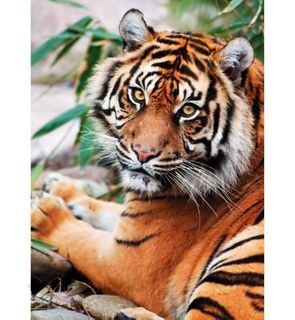Clementoni Puzzle 1000 pièces : Tigre de Sumatra