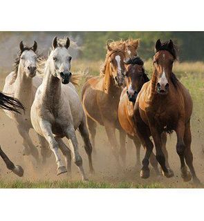Nathan Puzzle 1000 pièces - Horde de chevaux sauvages