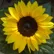 sunflower139