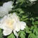 telma_12867213
