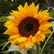 sunflower684