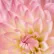 flowerpower14