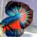 betta