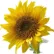 helianthus