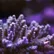 acropora